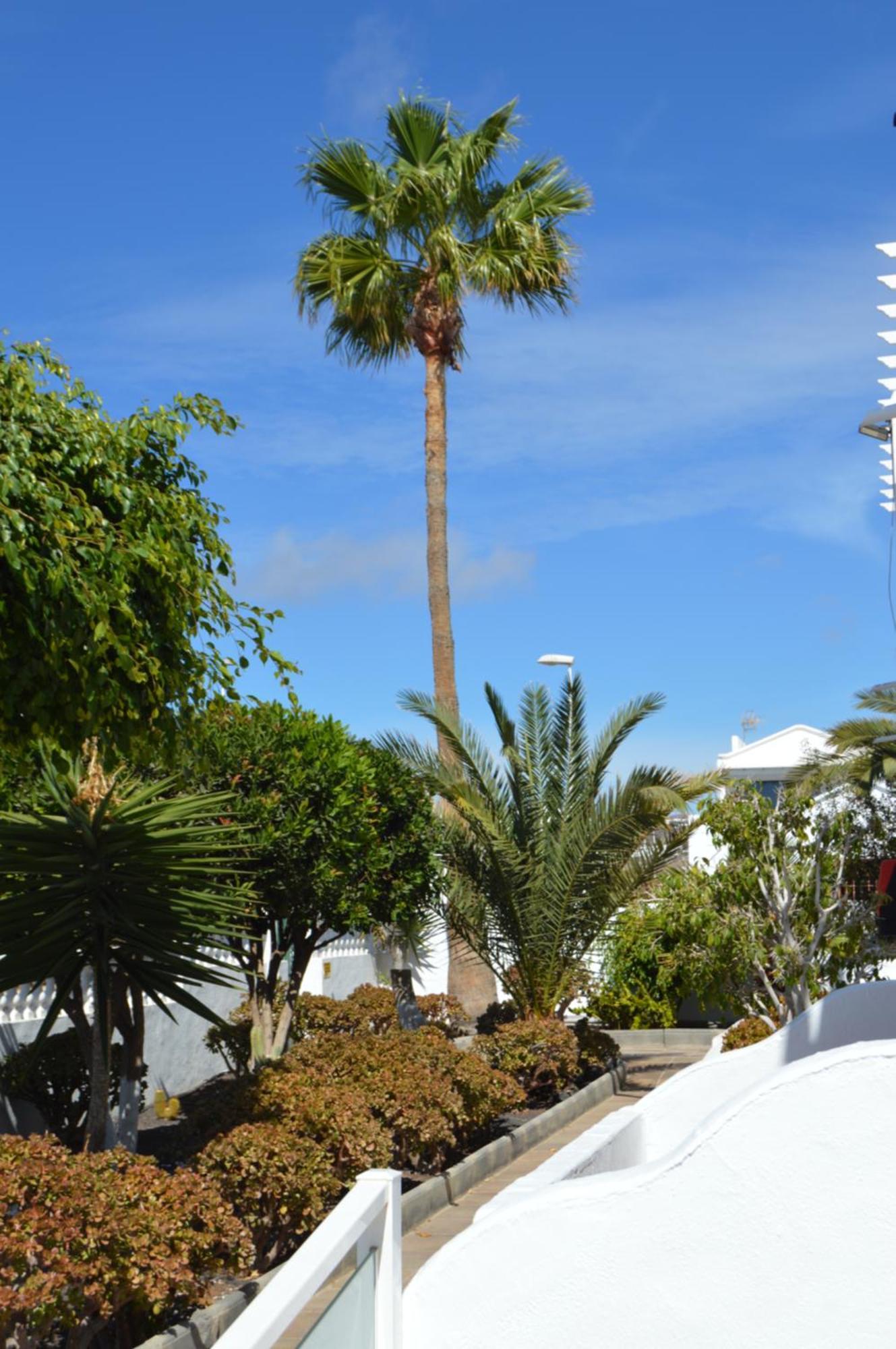 Lava Teneguia, 5 Guests In 2 Bedrooms Puerto del Carmen  Eksteriør bilde
